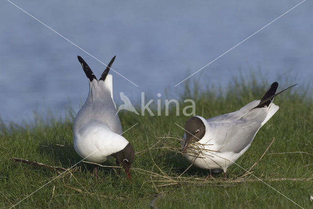 Black-headed Gull (Larus ridibundus)