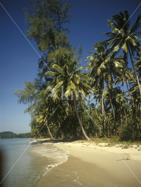 Coconut Palm (Cocos nucifera)