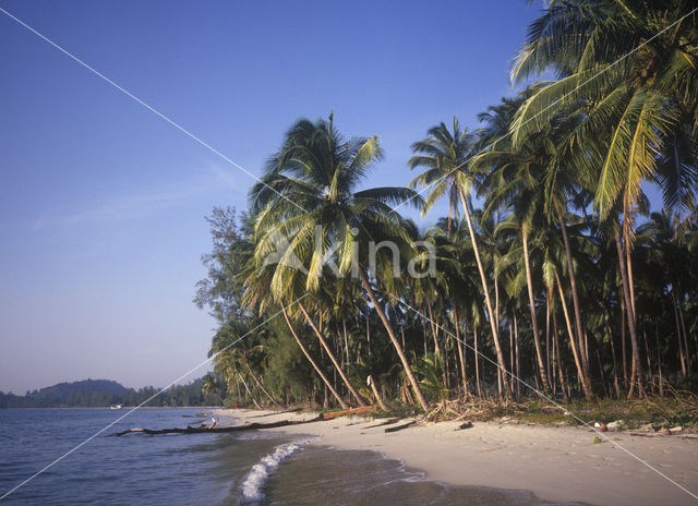 Coconut Palm (Cocos nucifera)