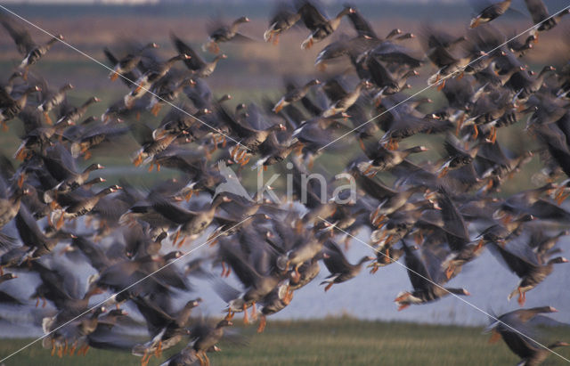 White-fronted goose (Anser albifrons)