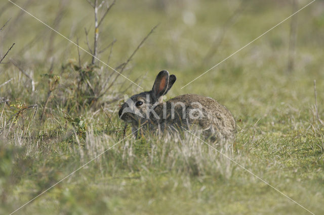 Rabbit (Oryctolagus cuniculus)