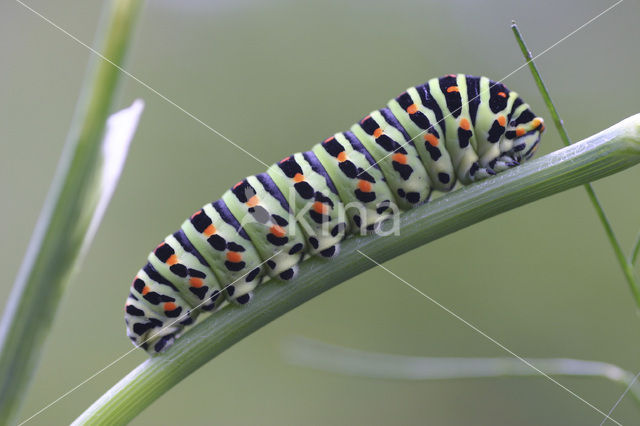 Swallowtail (Papilio machaon)