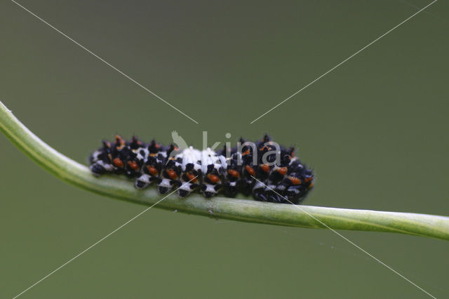 Swallowtail (Papilio machaon)