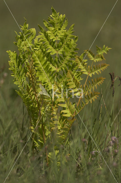 Royal Fern (Osmunda regalis)