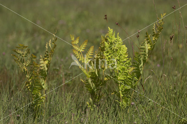 Koningsvaren (Osmunda regalis)