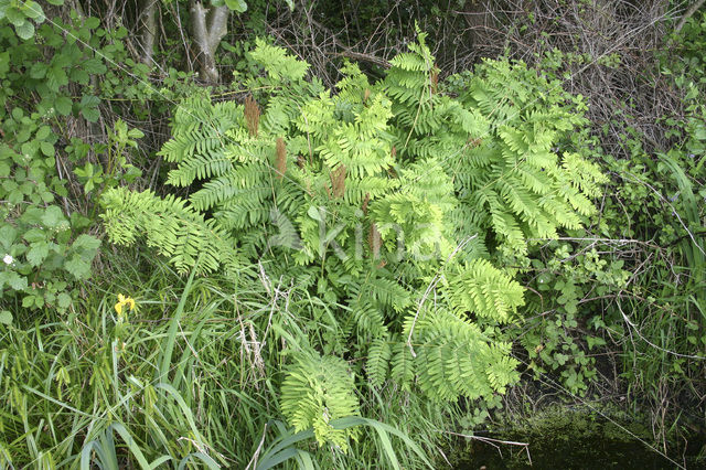 Koningsvaren (Osmunda regalis)