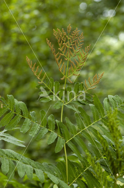 Royal Fern (Osmunda regalis)