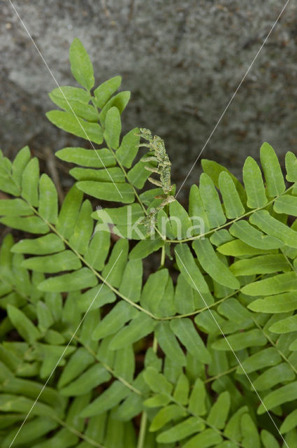 Royal Fern (Osmunda regalis)