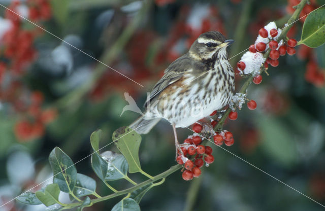 Redwing (Turdus iliacus)
