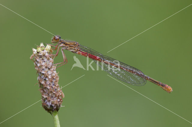Small Red Damselfly (Ceriagrion tenellum)