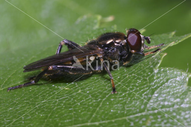 Korte bladloper (Chalcosyrphus nemorum)