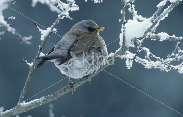 Fieldfare (Turdus pilaris)