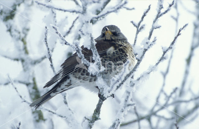 Fieldfare (Turdus pilaris)