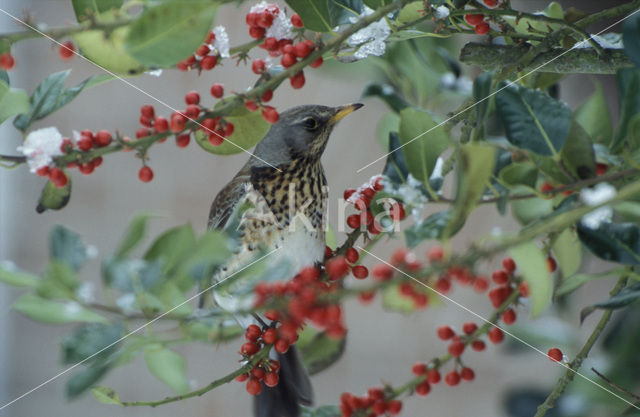 Fieldfare (Turdus pilaris)