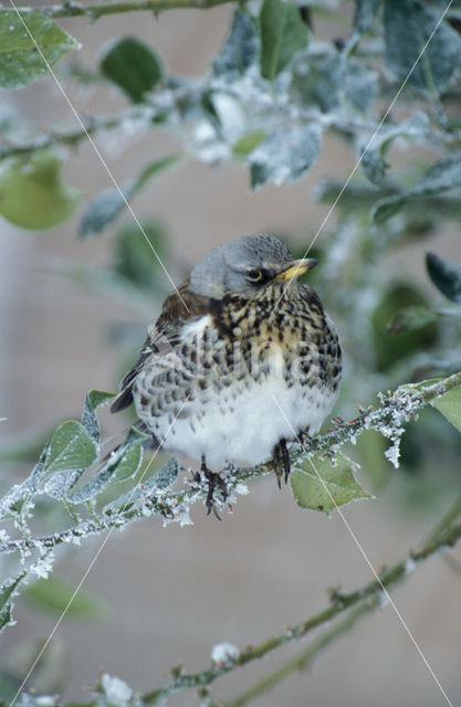 Fieldfare (Turdus pilaris)