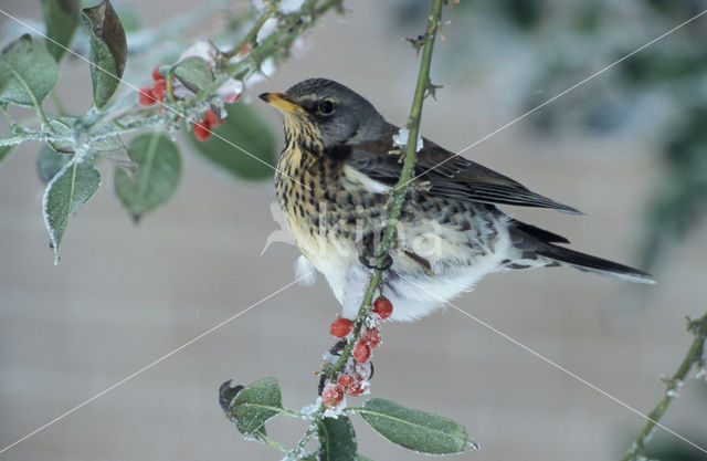 Fieldfare (Turdus pilaris)