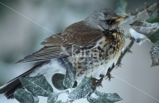 Fieldfare (Turdus pilaris)