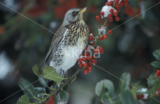 Fieldfare (Turdus pilaris)