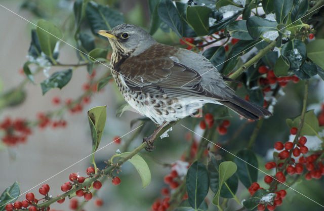 Fieldfare (Turdus pilaris)