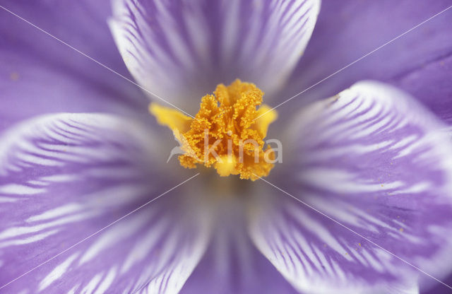 Crocus (Crocus spec.)