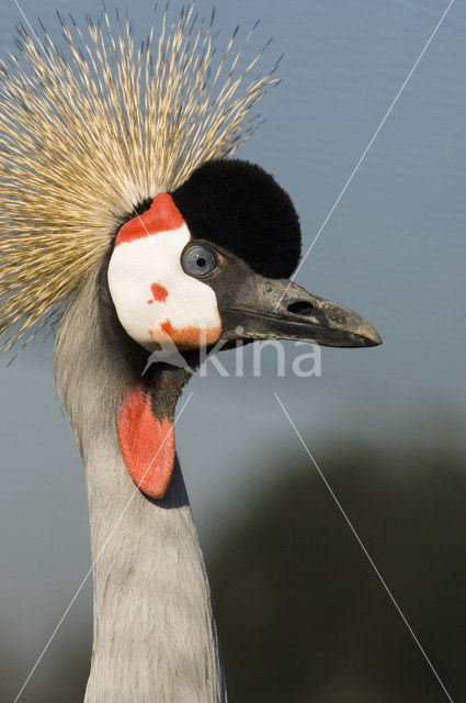 Black Crowned-Crane (Balearica pavonina)
