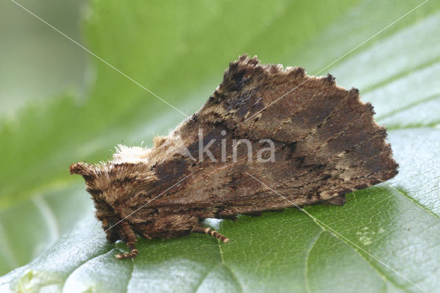 Coxcomb Prominent (Ptilodon capucina)