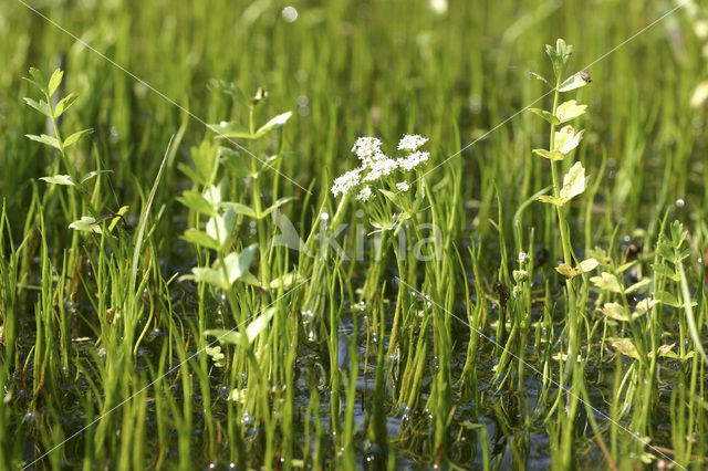 Creeping Marshwort (Apium repens)