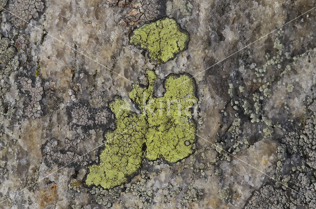 Kust-landkaartmos (Rhizocarpon richardii)