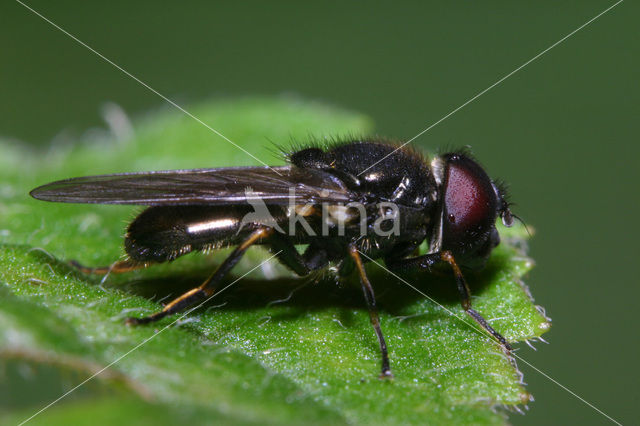 Cheilosia vernalis