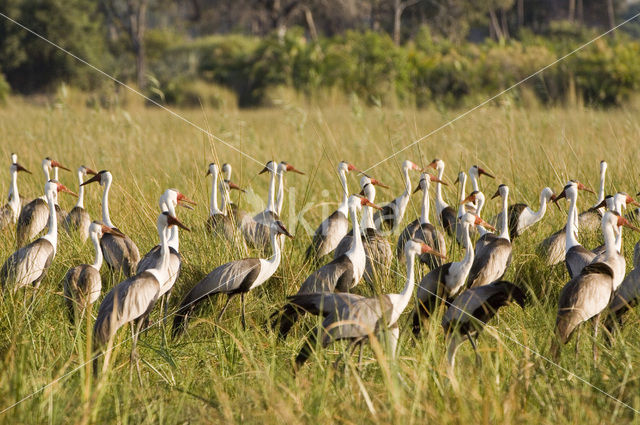 Wattled crane (Grus carunculatus)