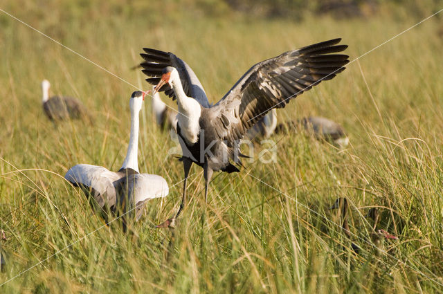 Lelkraanvogel (Grus carunculatus)