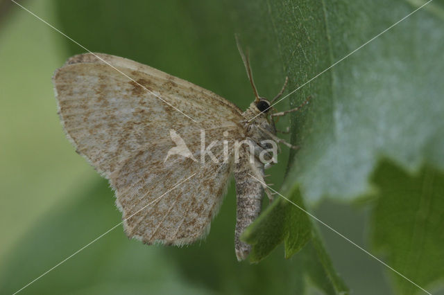 Leverkleurige spanner (Euchoeca nebulata)