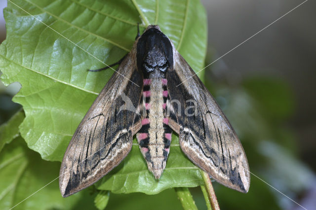 Privet Hawk-moth (Sphinx ligustri)