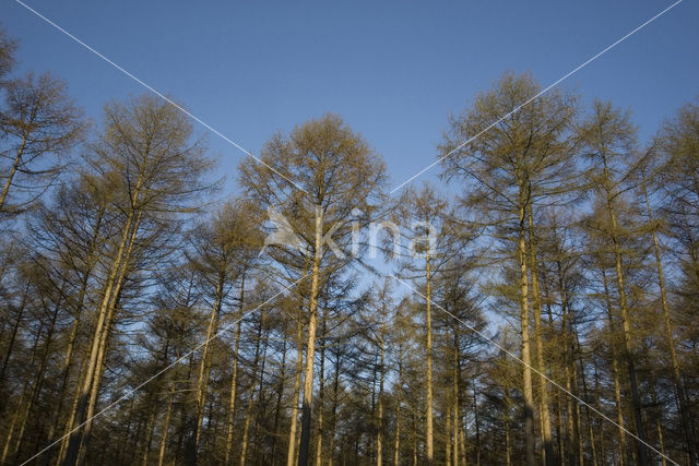 Lork (Larix)