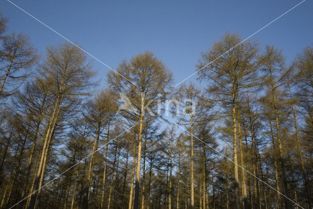 Larch (Larix)