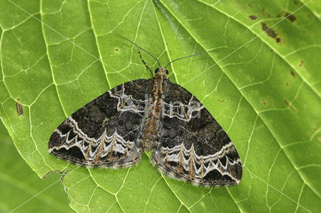 Small Phoenix (Ecliptopera silaceata)