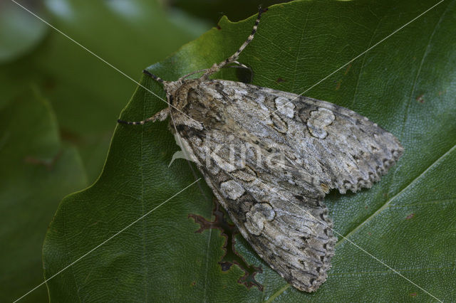 Grey Arches (Polia nebulosa)