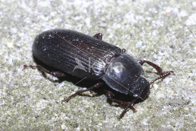 Meeltor (Tenebrio molitor)