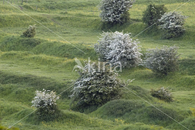 Hawthorn (Crataegus )