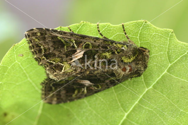 Orache Moth (Trachea atriplicis)