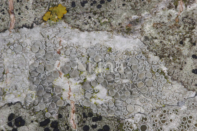 rim lichen (Lecanora carpinea)