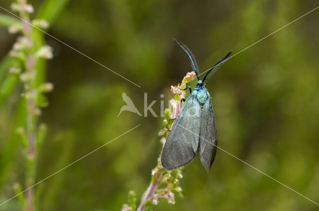 The Forester (Adscita statices)