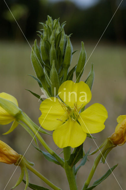 Middelste teunisbloem (Oenothera biennis)