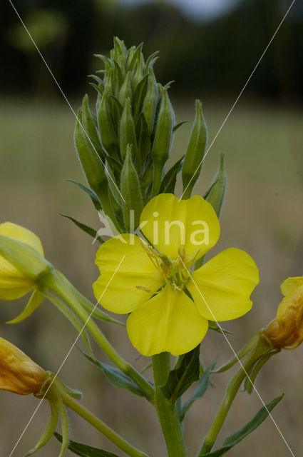 Yellow Evening Primrose (Oenothera biennis)