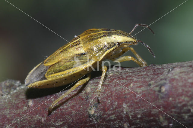 bishop’s mitre shield-bug (Aelia acuminata)