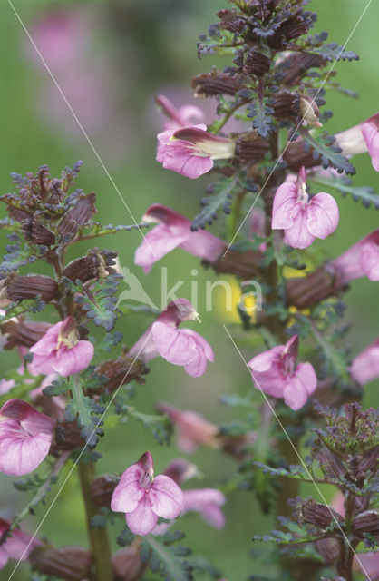 Marsh Lousewort (Pedicularis palustris)