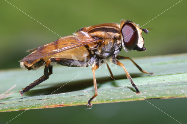 Moeraspendelvlieg (Helophilus hybridus)