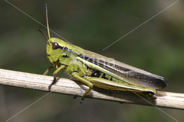 Moerassprinkhaan (Stethophyma grossum)