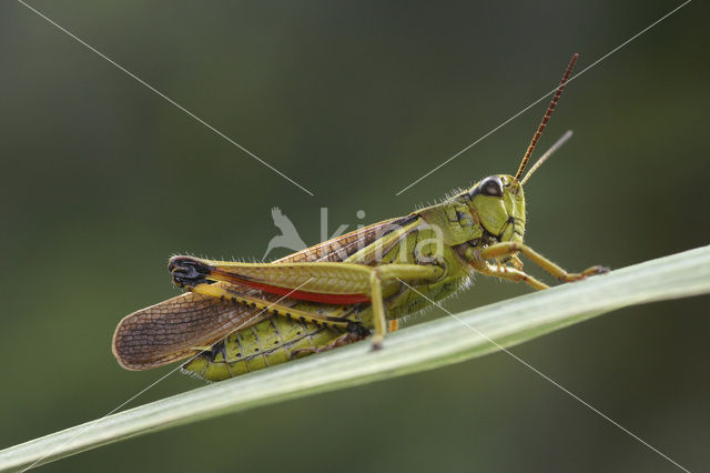 Moerassprinkhaan (Stethophyma grossum)