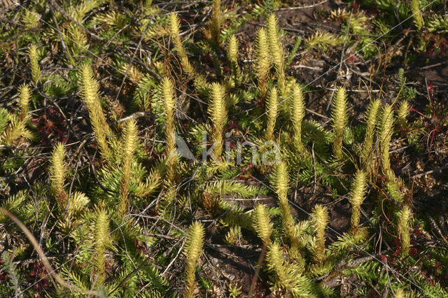 Marsh Clubmoss (Lycopodiella inundata)